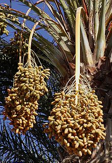 220px-Dates_on_date_palm.jpeg image