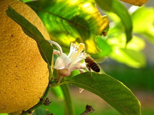 Down_Amongst_The_Lemons_by_digitaldao.jpeg image