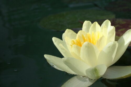 Lemon_Chiffon_Lilly_by_fff5ee.jpeg image