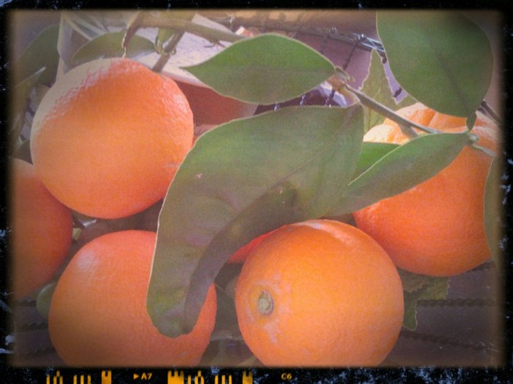 1512152_10151935081118031_265707218_o.jpeg image