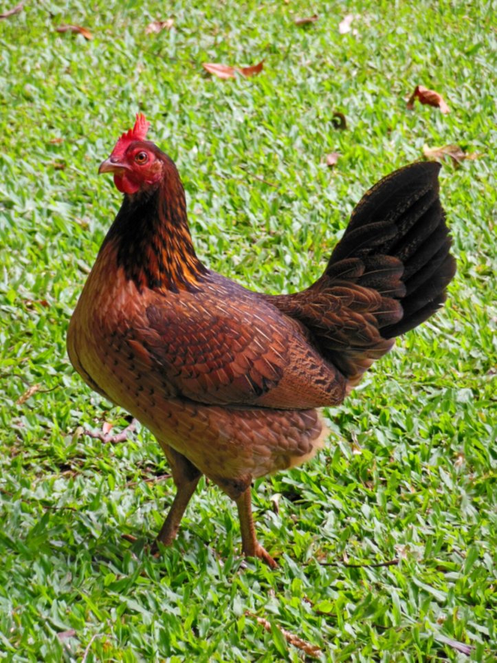 jungle_hen_by_joeyartist-d60uo5f.jpeg image