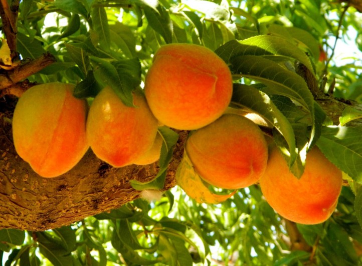 Scnepf+Farm's+Peaches+in+row-1.jpg image
