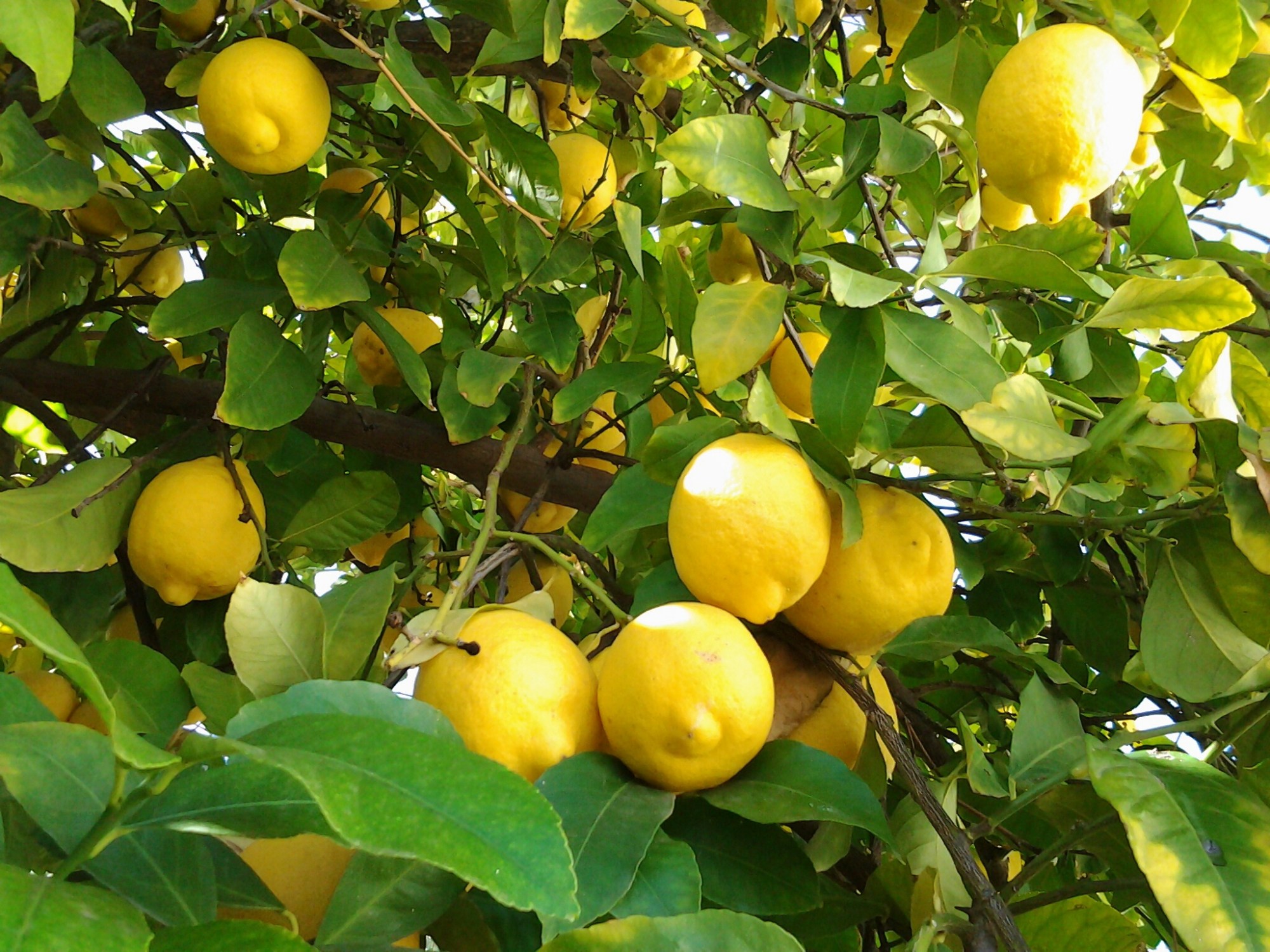 wpid-picsart_1423082987717.jpg image