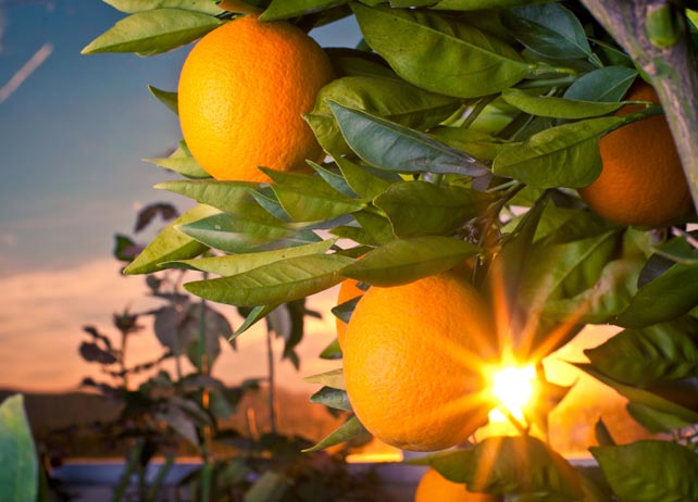 wpid-pp_citrus_freeze_642x462.jpeg image