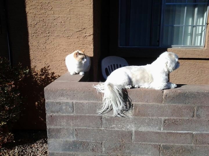 4cedafd004274b4518e25e0a0394a83f.jpeg image