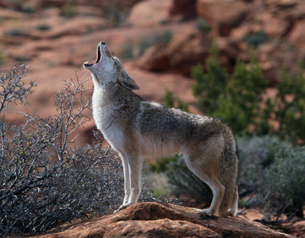 Project Coyote1_edited-1.jpeg image