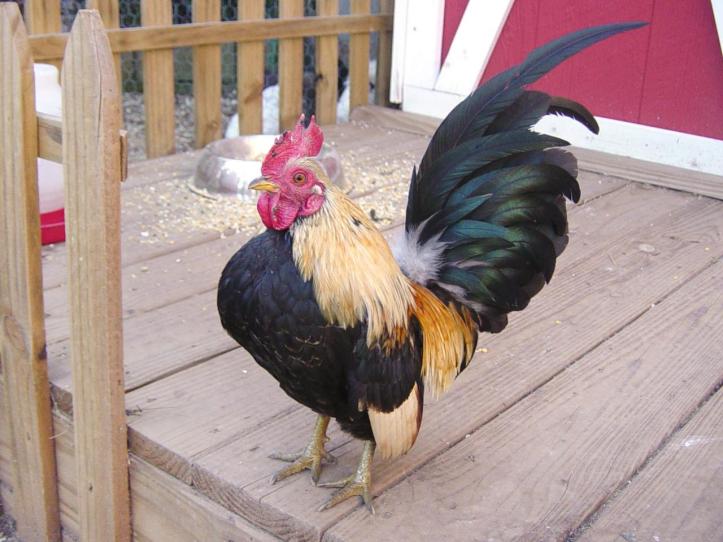 wpid-original_anna-millman-backyard-chickens-bantam-rooster-little-laura_s4x3.jpg.rend_.hgtvcom.1280.960.jpeg