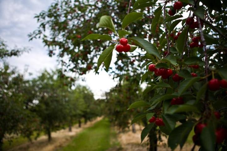 20080712_Cherry_Festival_0220.jpeg image