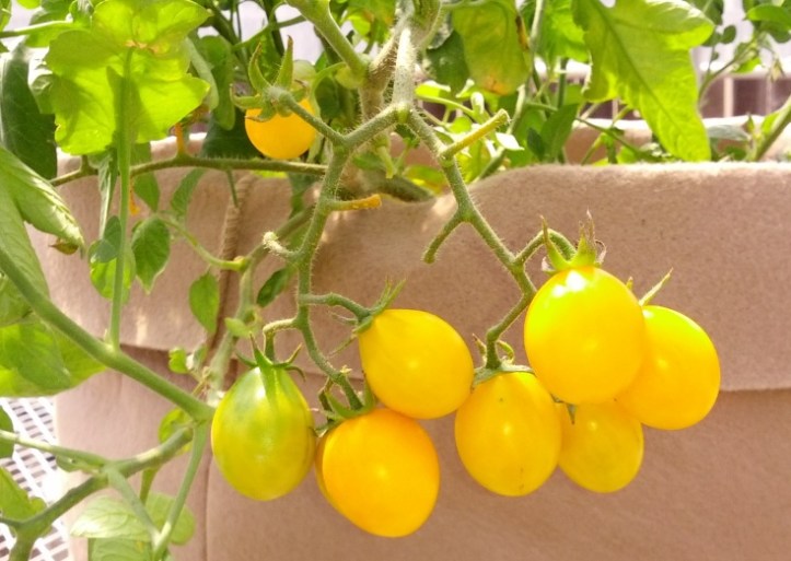 wp-1443127719225 image