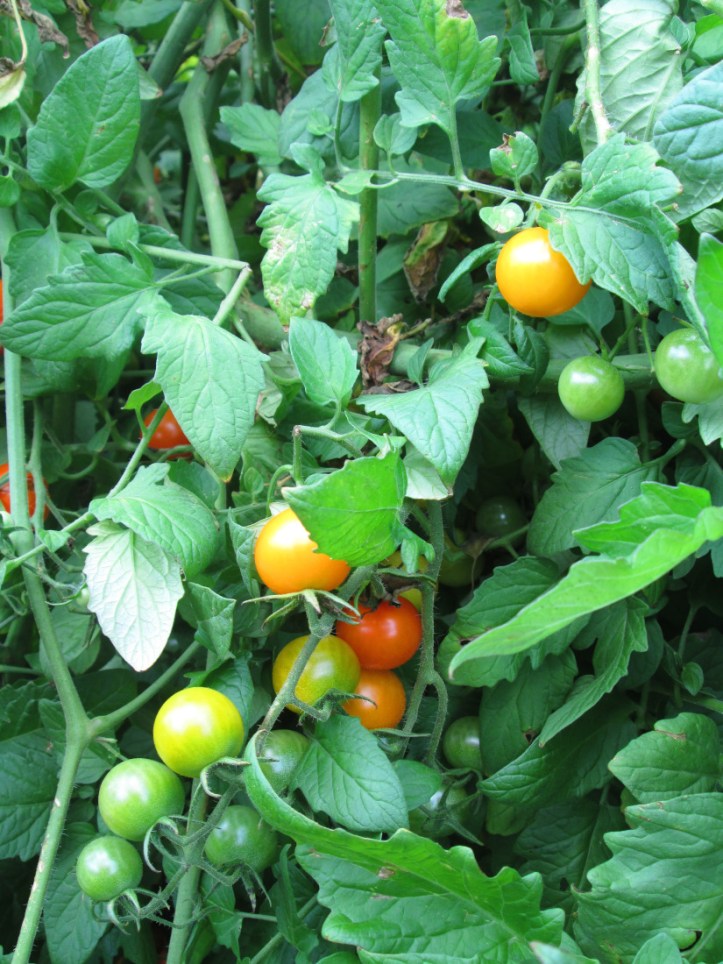 wp-1443127973136 image