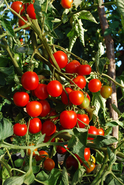 wp-1443396020623 image