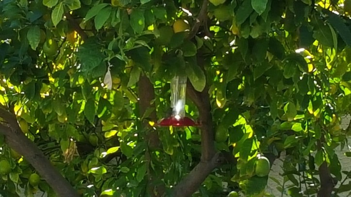 wp-1447608226644 image