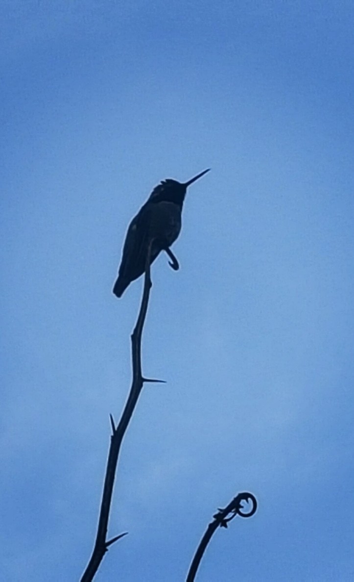 PicsArt_01-29-01.53.40.jpg image