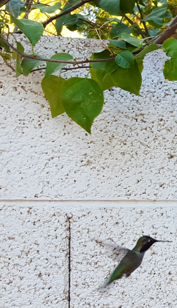 PicsArt_01-29-12.49.17.jpg image