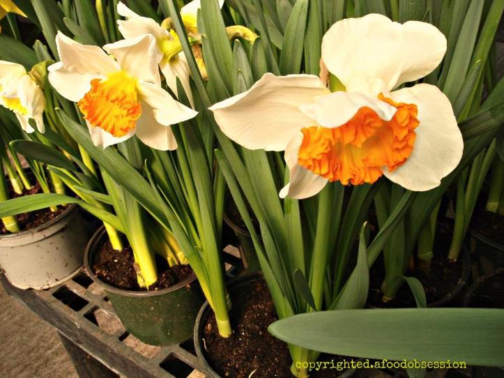 423047_2817814366881_1304531591_32126981_153248436_n.jpg image