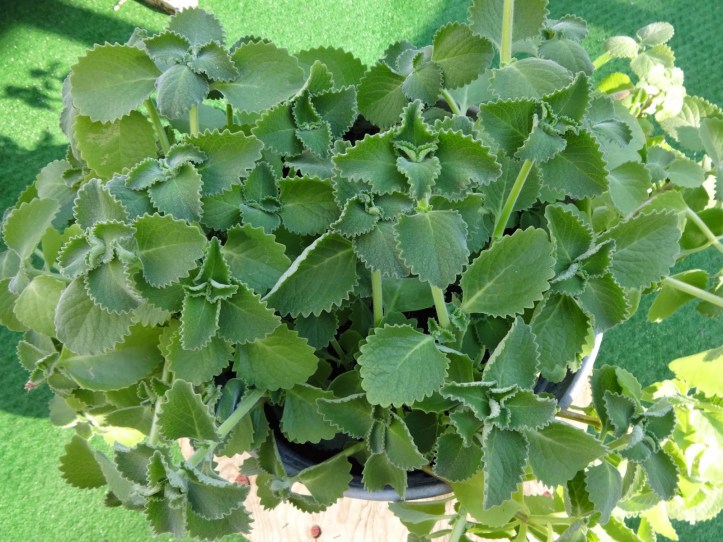 kubańskie oregano.JPG image