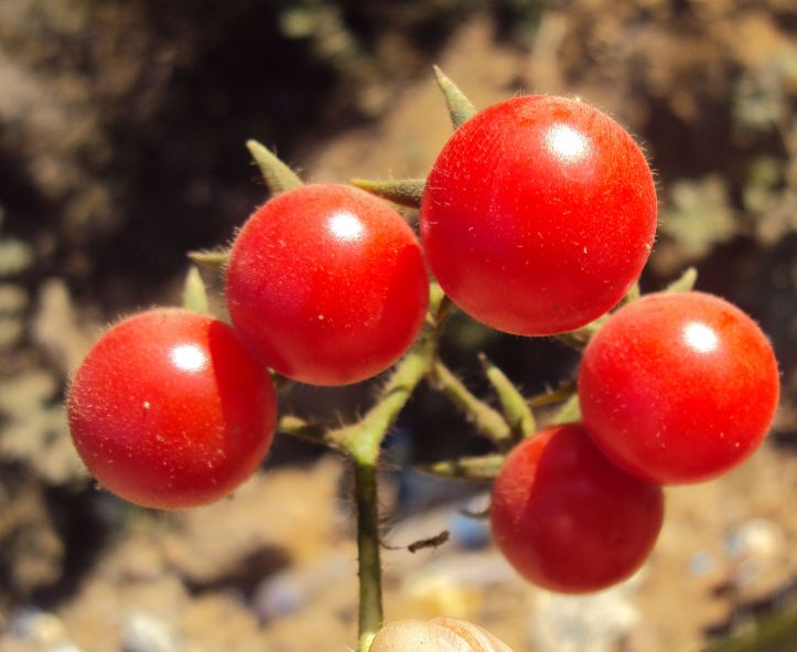 Solanum_lycopersicum_cerasiforme_04.JPG image