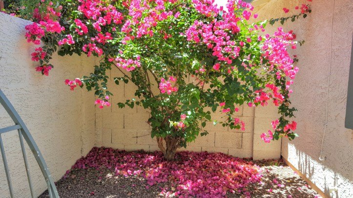 wp-1462824211176 image