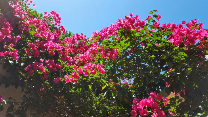 wp-1462824224493 image