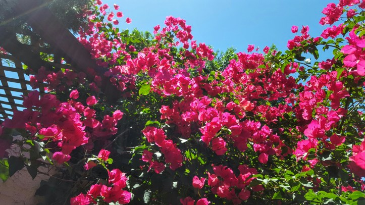 wp-1462824240372 image