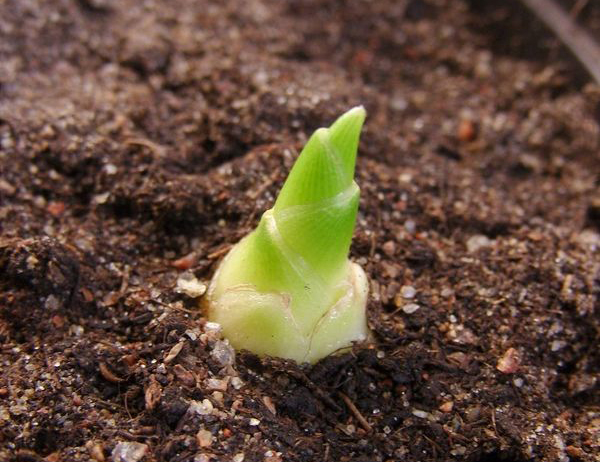 wp-1463004244446 image