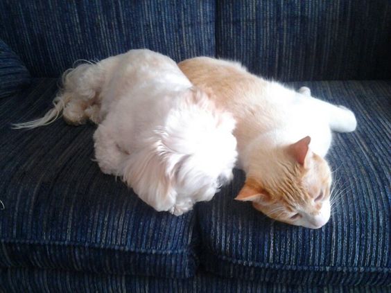 Lucy n GooGoo 7a9102d575a1b57ea10e23cf52857a02