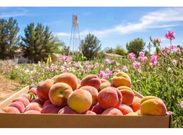 original_schnepf-farms-peach-festival