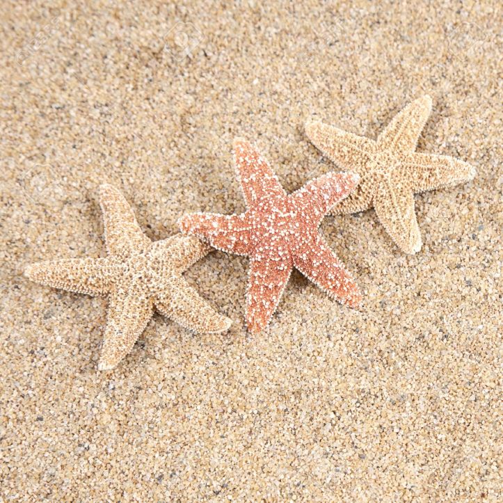 8991125-starfish-in-the-beach-sand-copy-space-stock-photo-summer